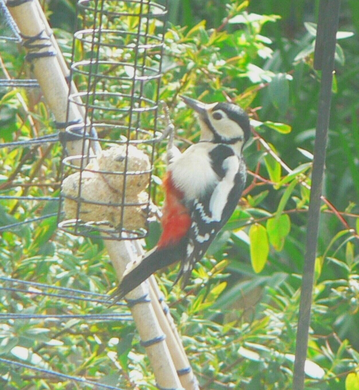 #125 Great Spotted Woodpecker (Dendrocopos major)