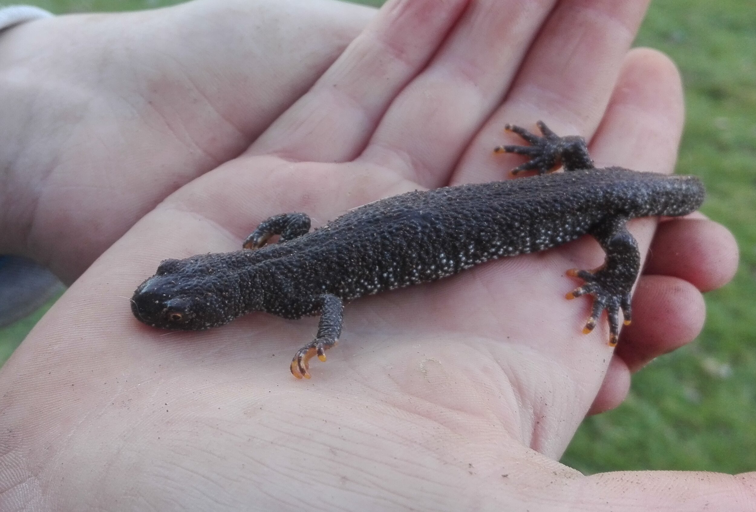 Great Crested Newt 2.jpg