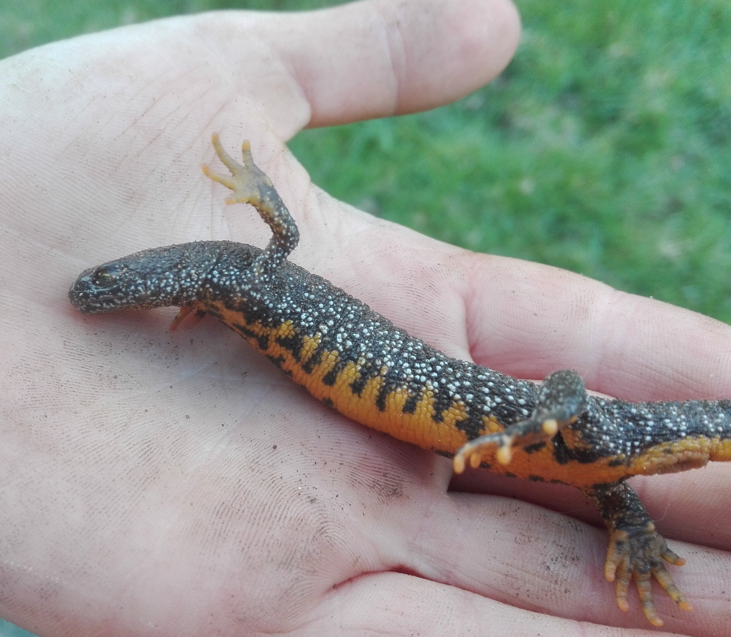 Great Crested Newt.jpg