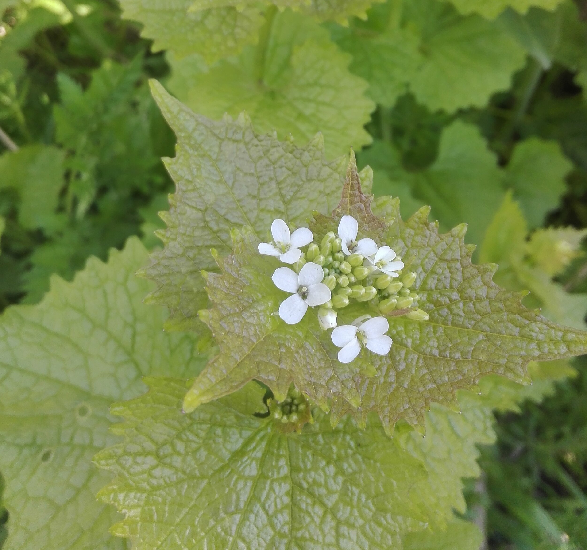 Jack by the Hedge (Alliaria petiolata)