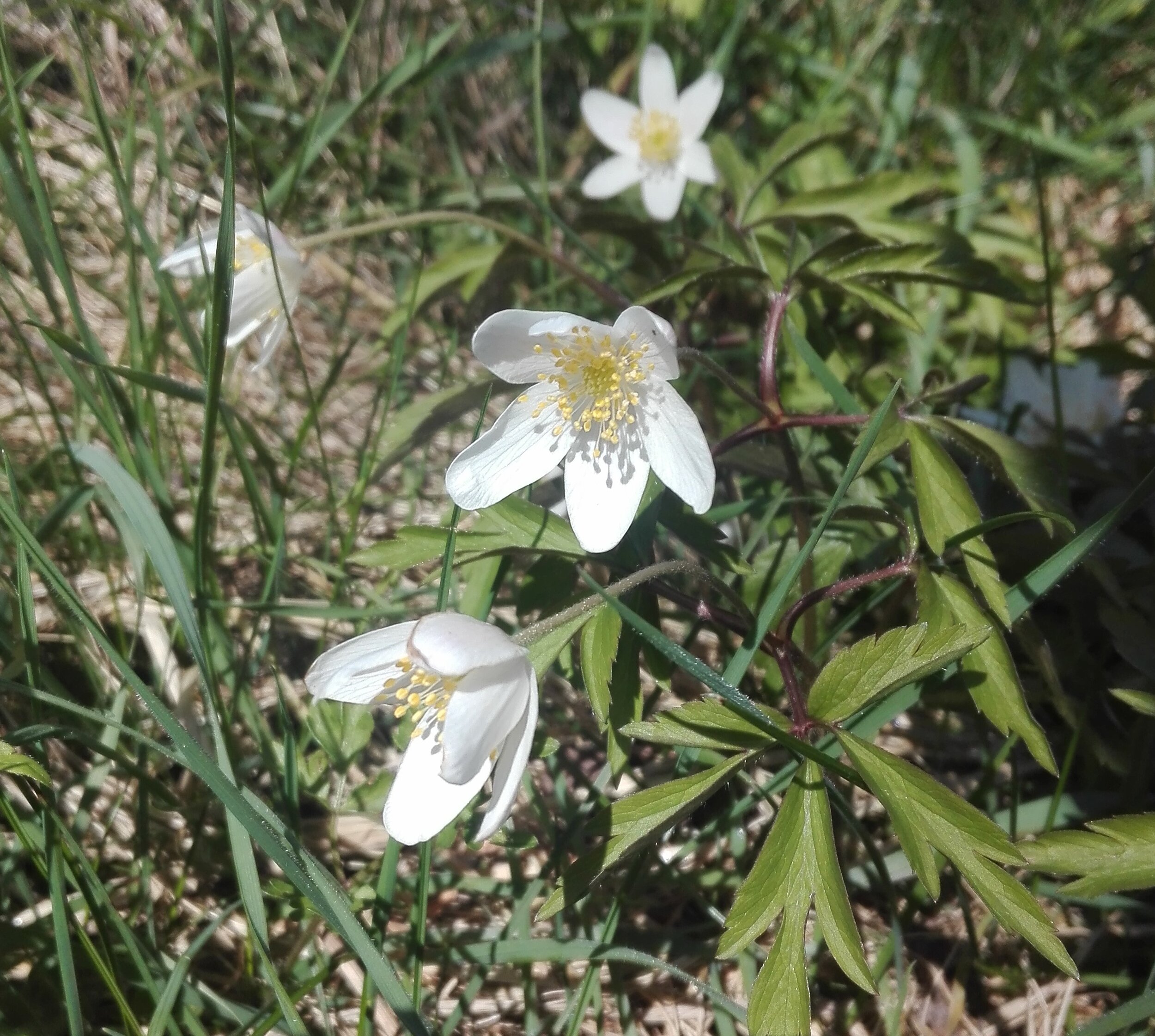 Wood Anemone (Anemonoides nemorosa)