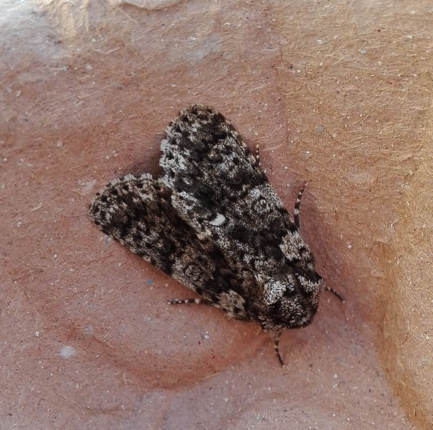 #743 Knot Grass (Acronicta rumicis)