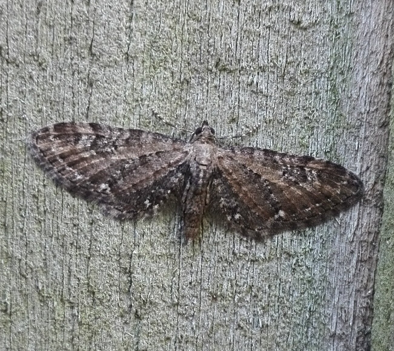 #744 Brindled Pug (Eupithecia abbreviata)