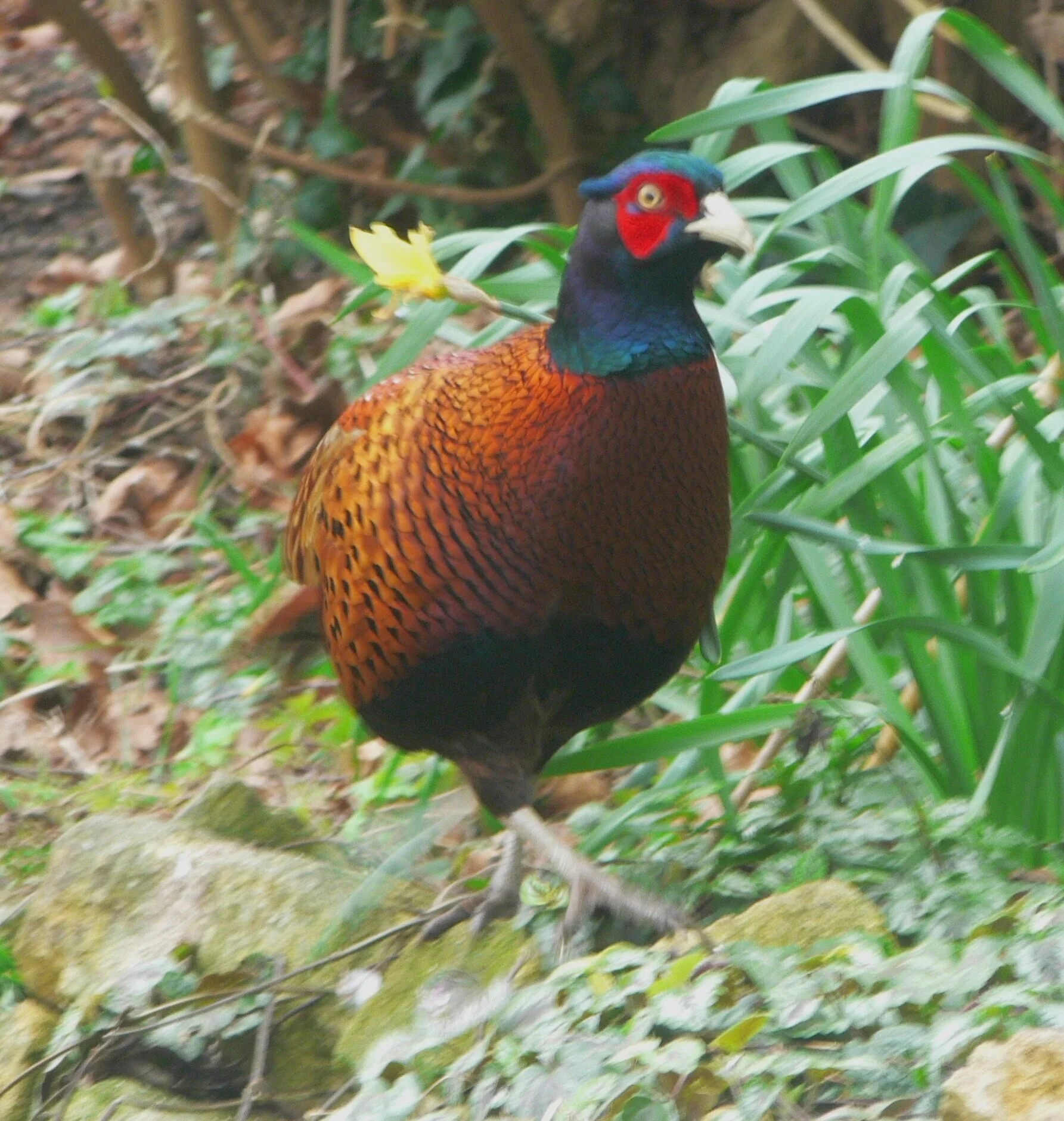 #353 Common Pheasant (Phasianus colchicus)