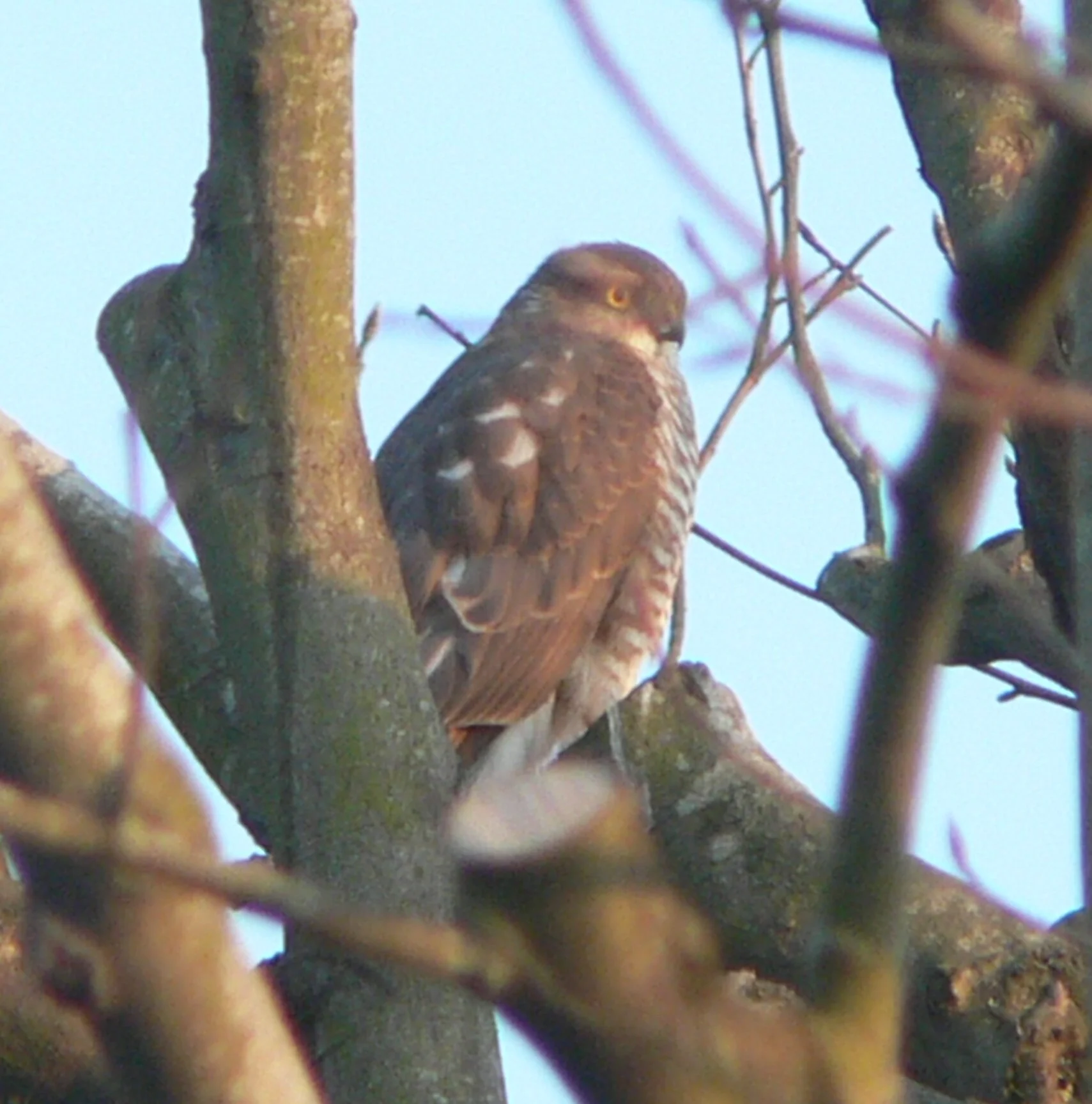 #6 Sparrowhawk (Accipiter nisus)