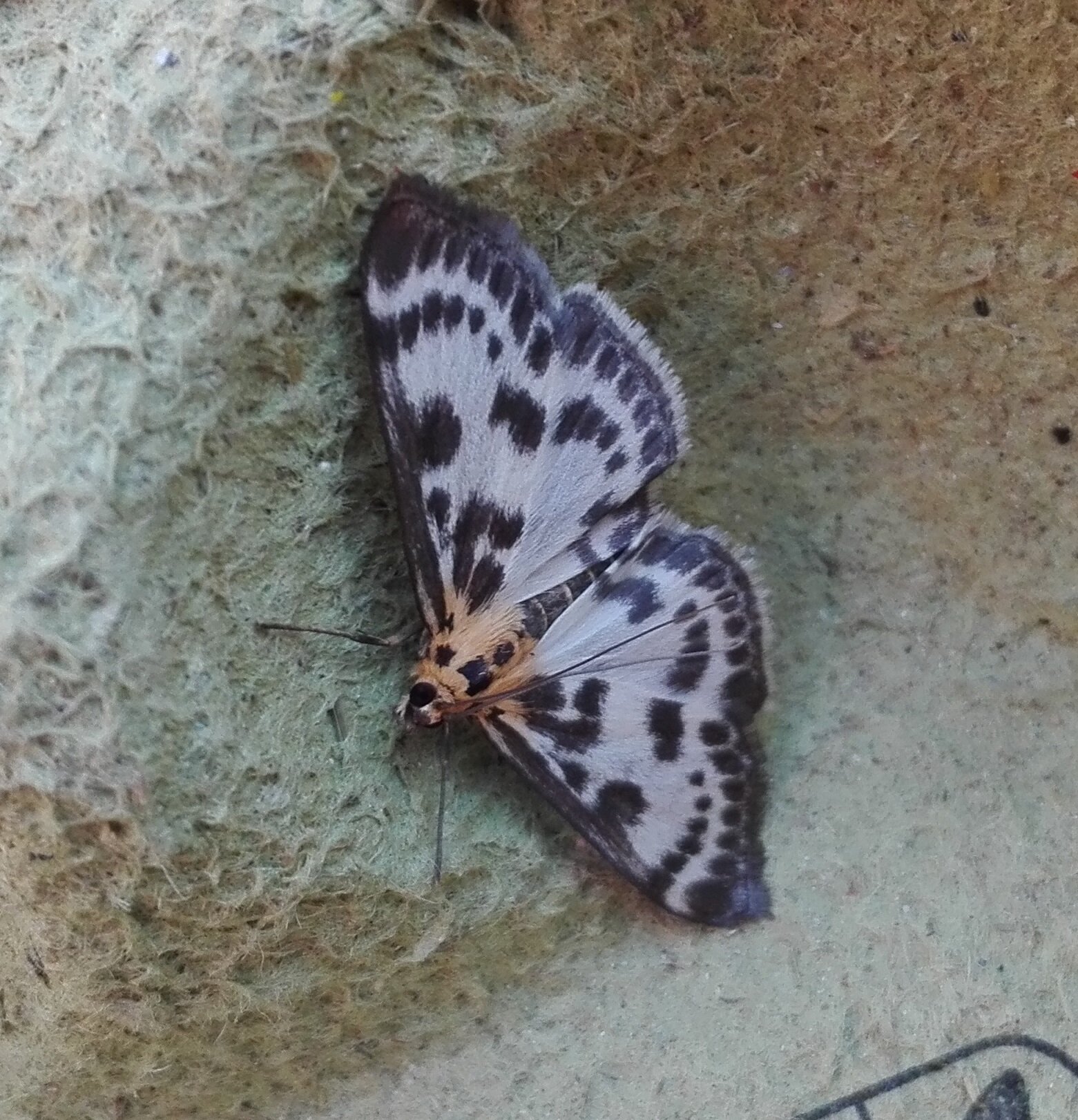 #219 Small Magpie Moth (Anania hortulata)