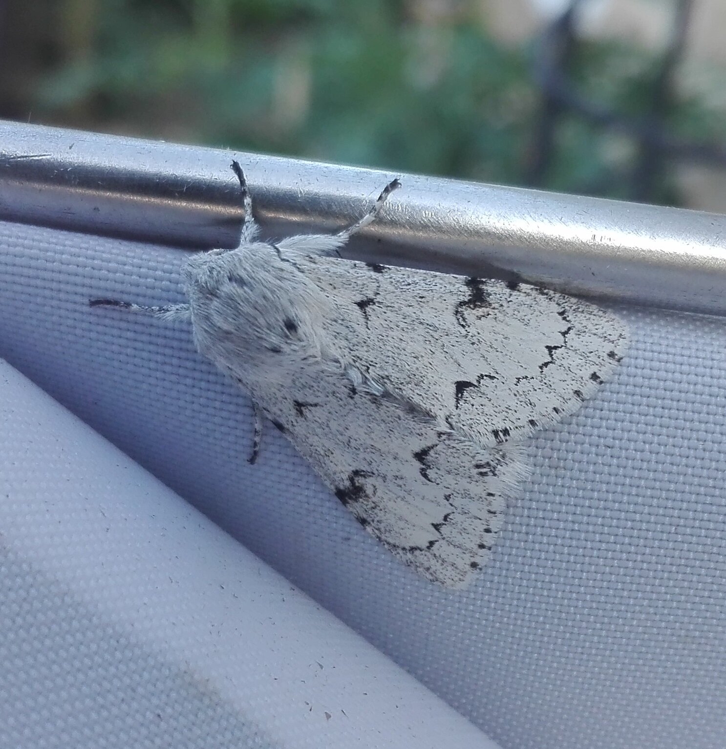 #783 Miller (Acronicta leporina)