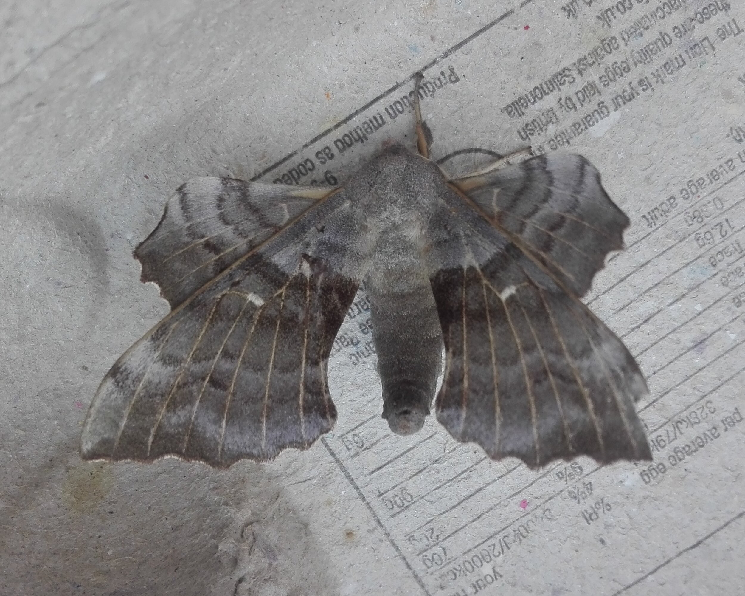 #663 Poplar Hawk-moth (Laothoe populi)