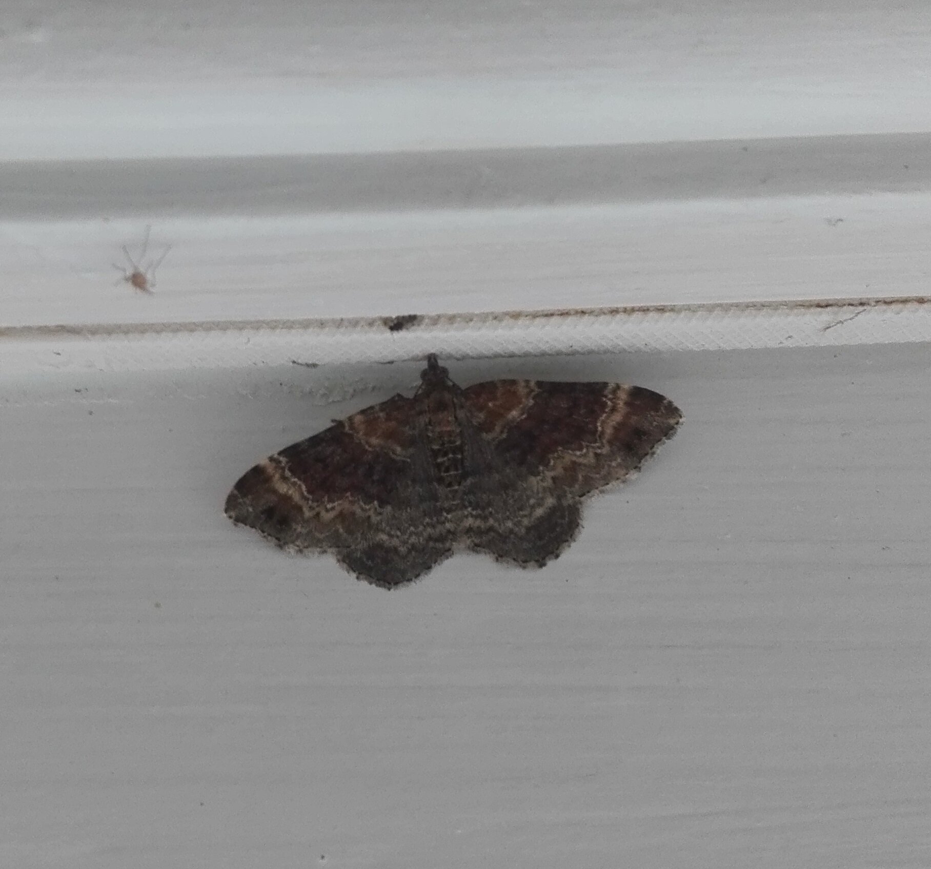 #806 Red Twin-spot Carpet (Xanthorhoe spadicearia)