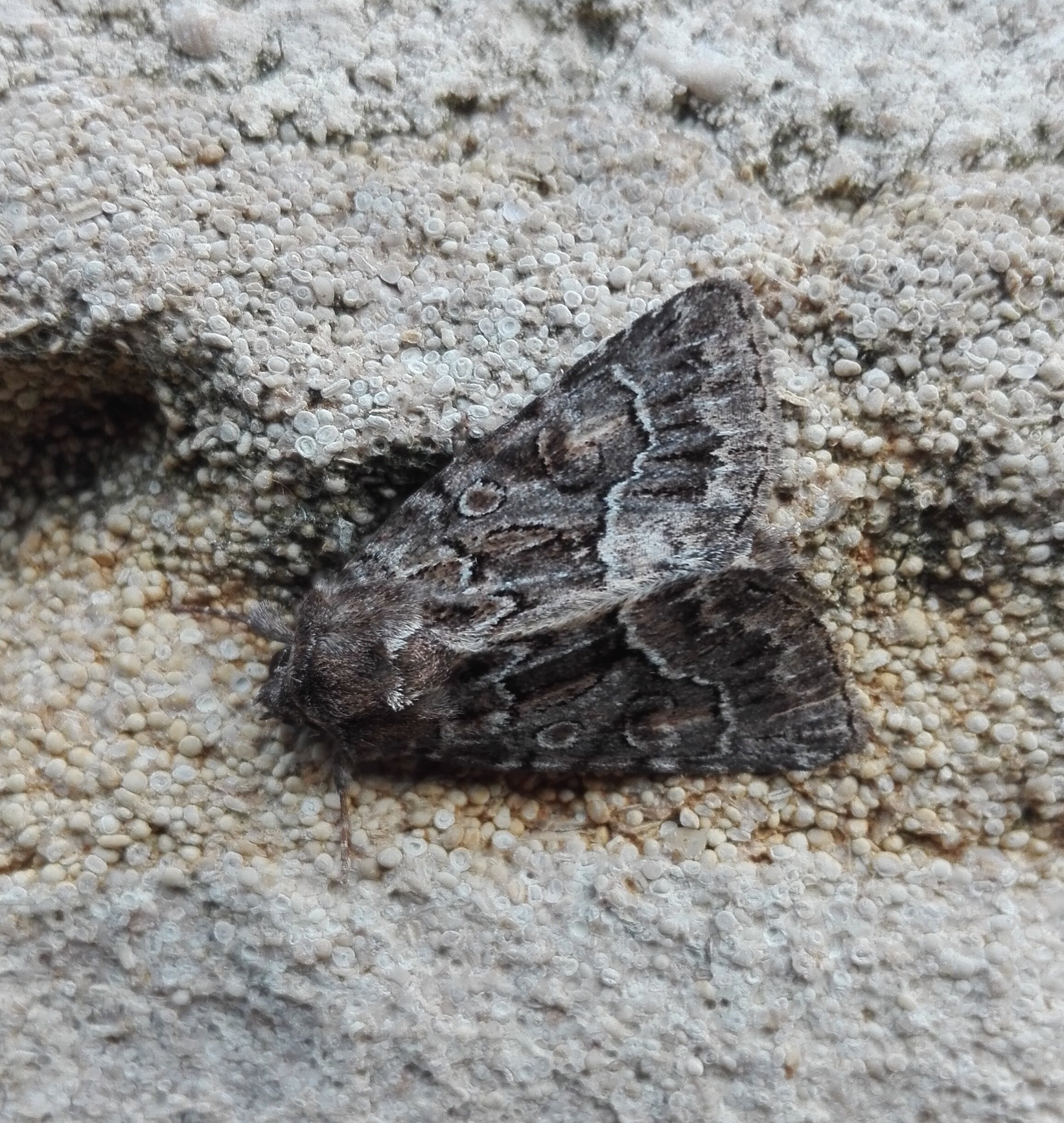 #660 Straw Underwing (Thalpophila matura)