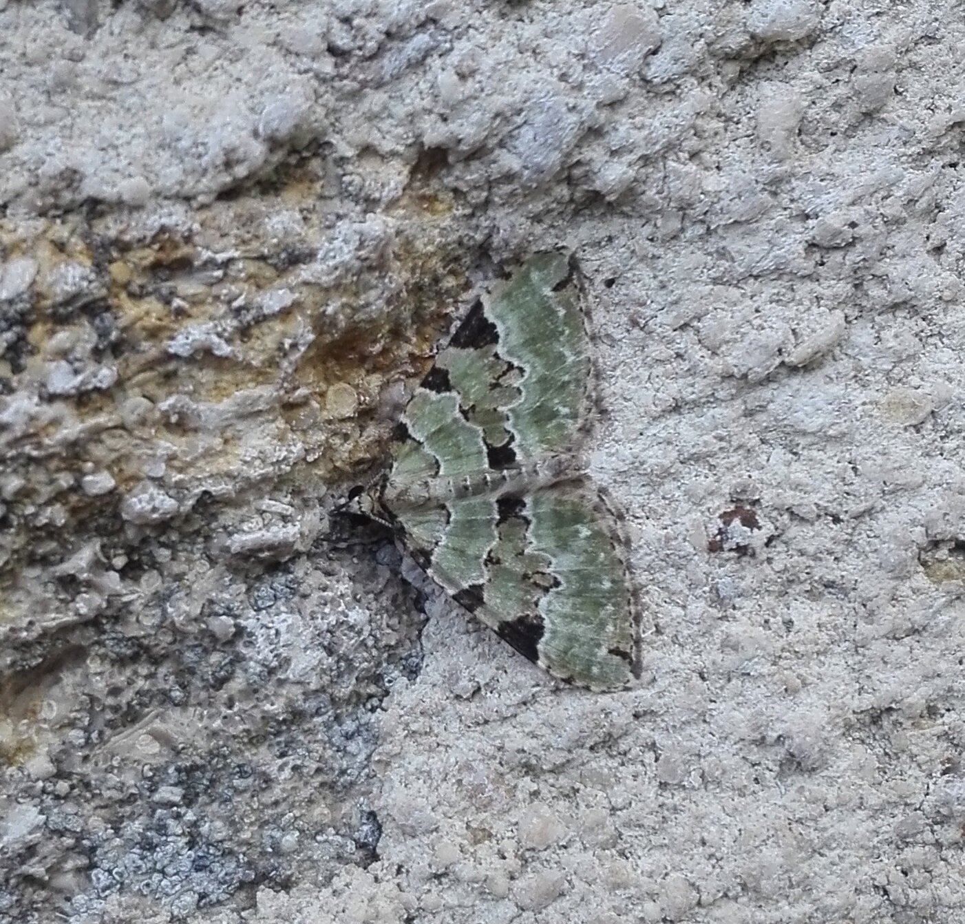 #754 Green Carpet (Colostygia pectinataria)