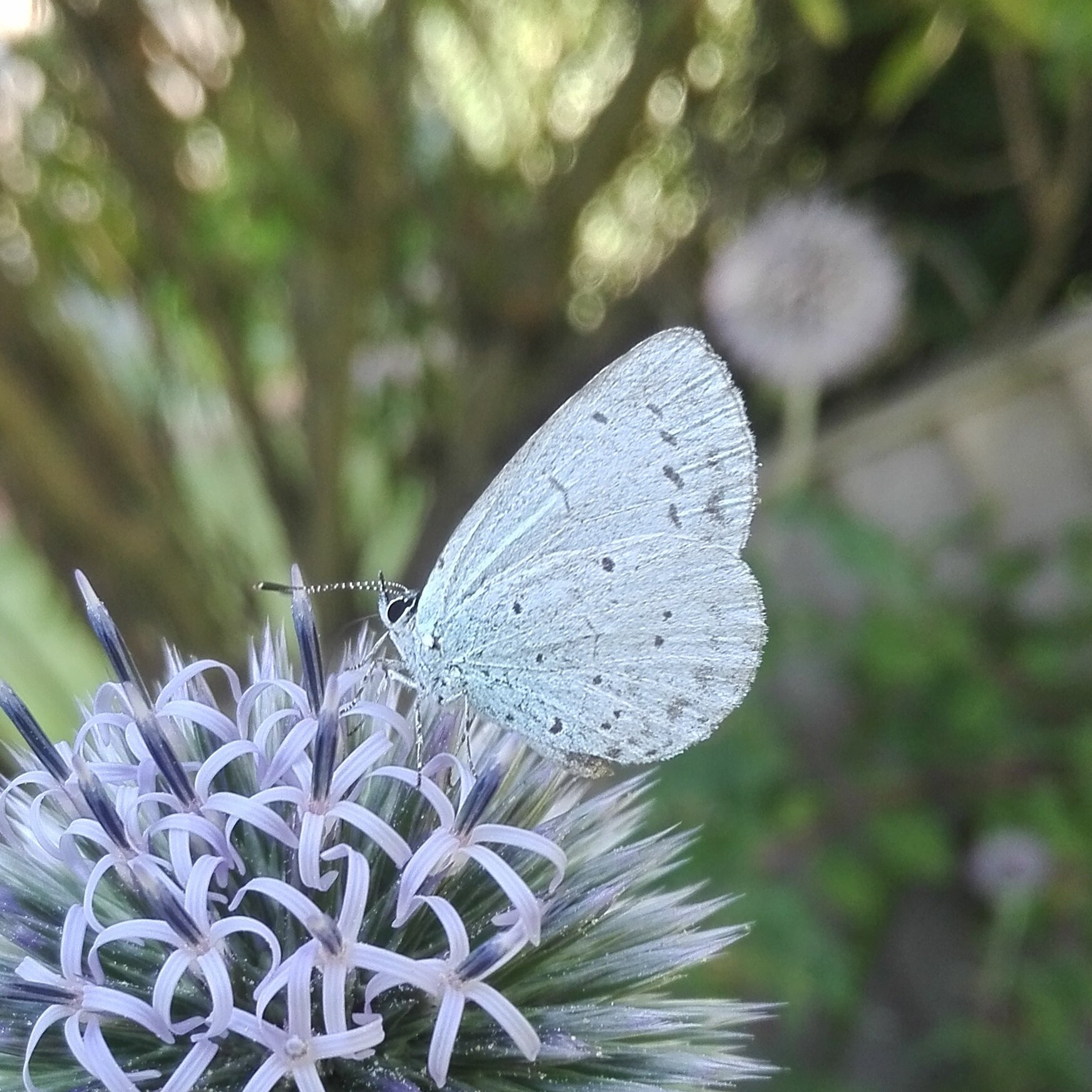 #60 Holly Blue (Celastrina argiolus)