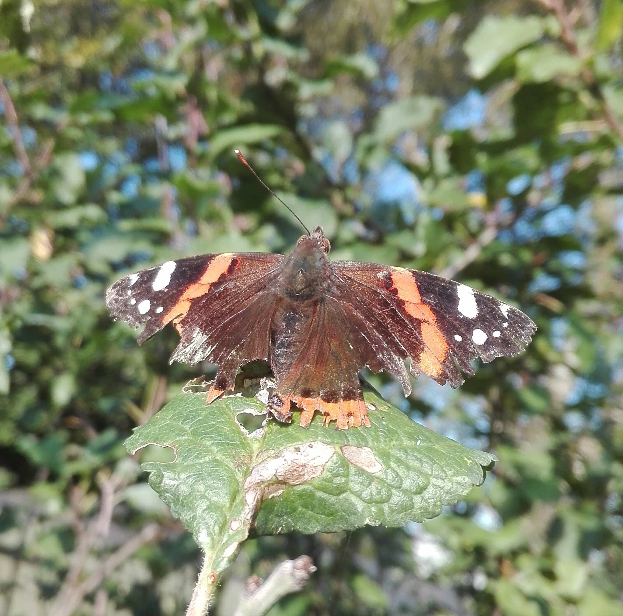 #155 Red Admiral (Vanessa atalanta)