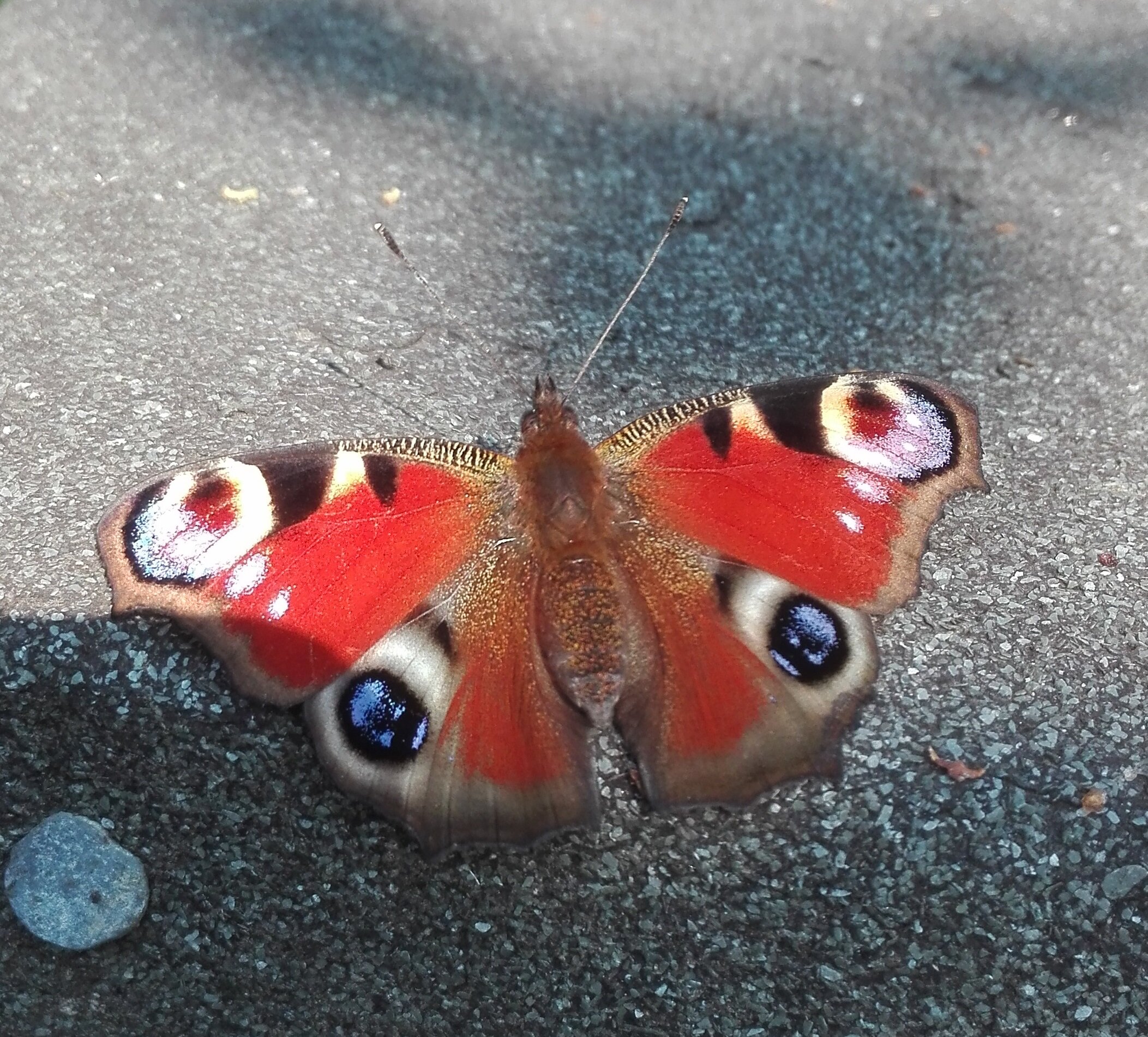 #437 Peacock Butterfly (Aglais io)