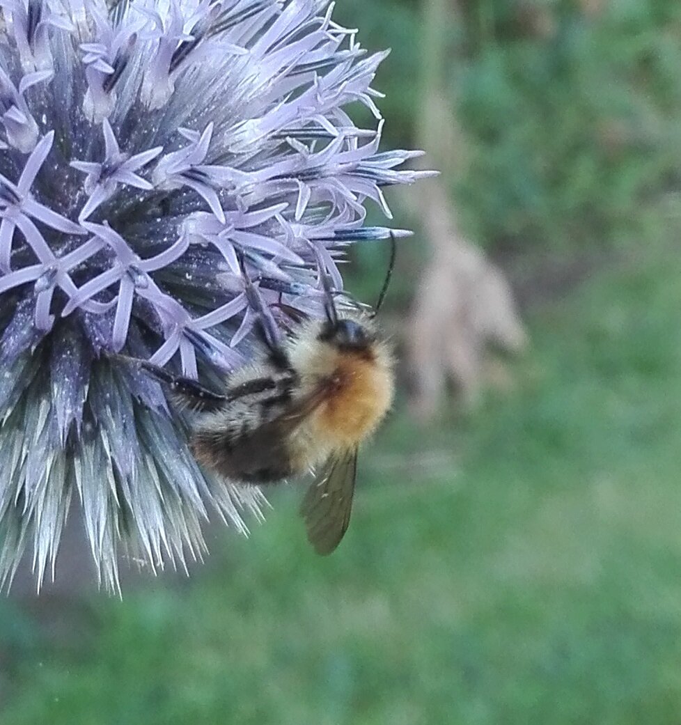 #77 Common Carder Bee (Bombus pascuorum)