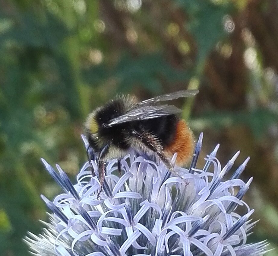 #93 Red-tailed Bumblebee (Bombus lapidarius)