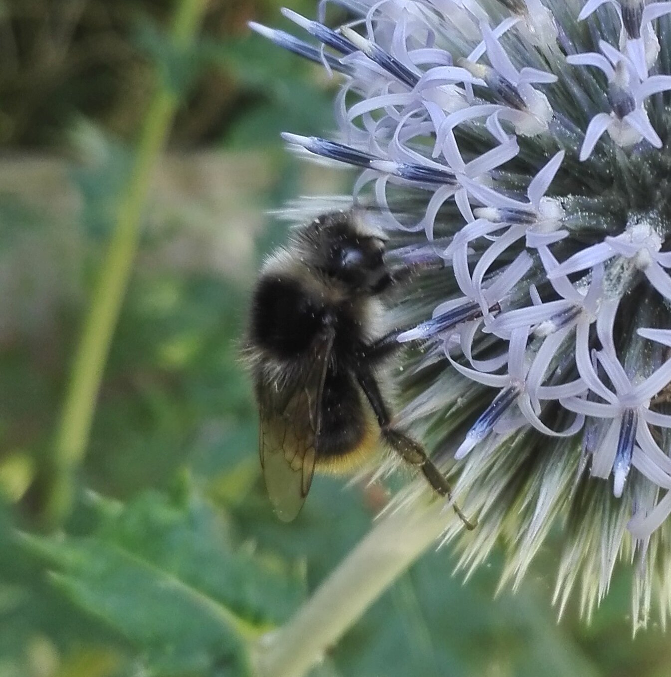 #93 Red-tailed Bumblebee (Bombus lapidarius)