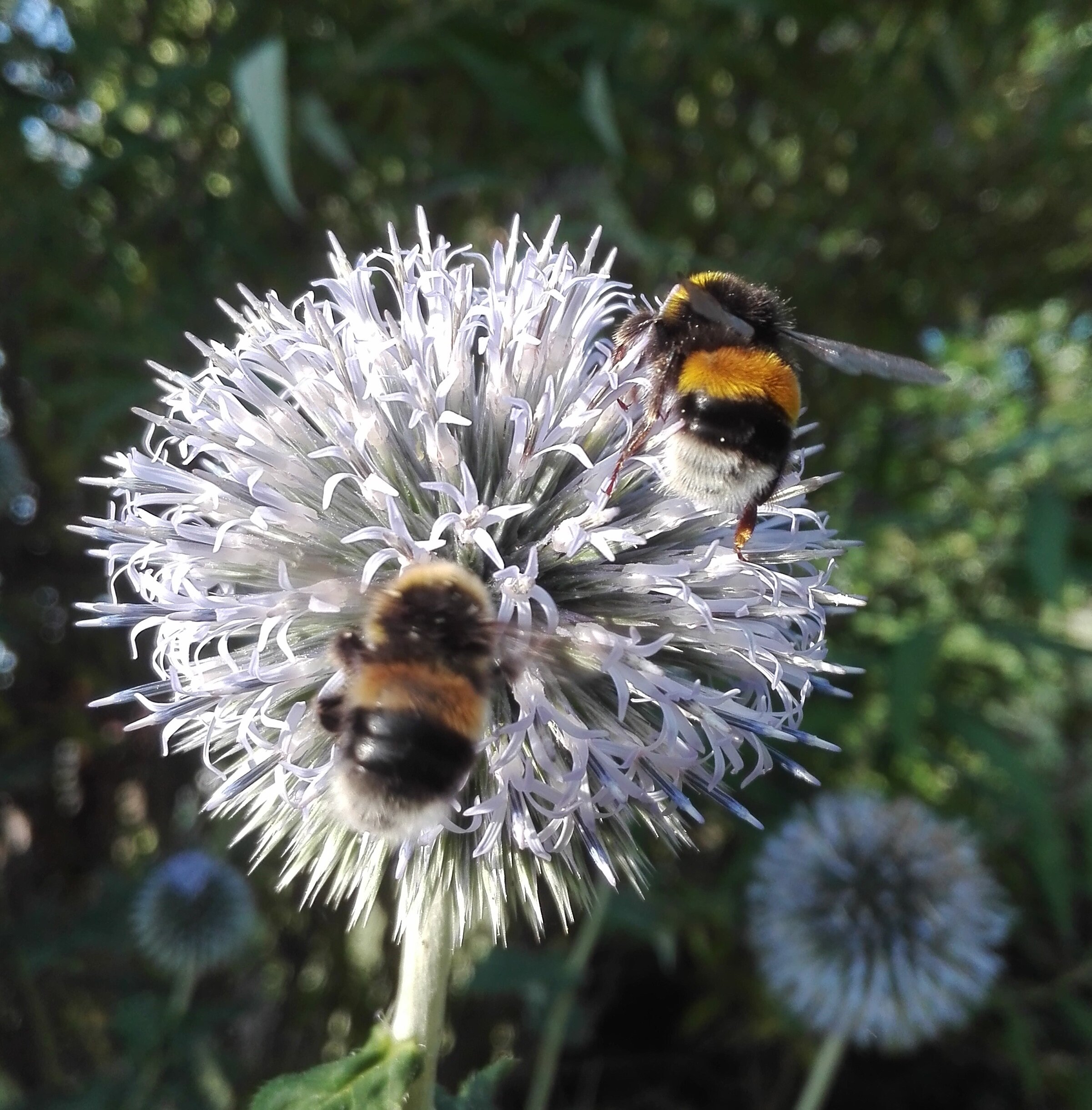 281 Garden Bumblebee (Bombus hortorum)