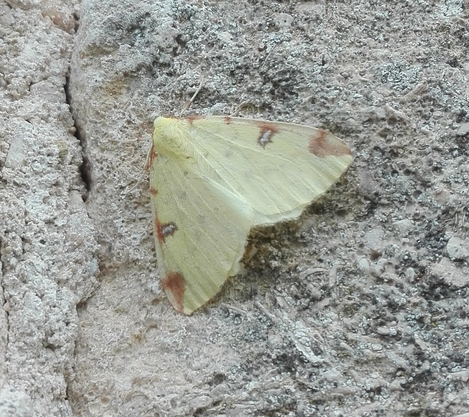 #606 Brimstone Moth (Opisthograptis luteolata)