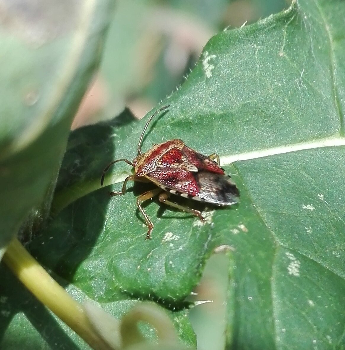 #823 Parent Bug (Elasmucha grisea)
