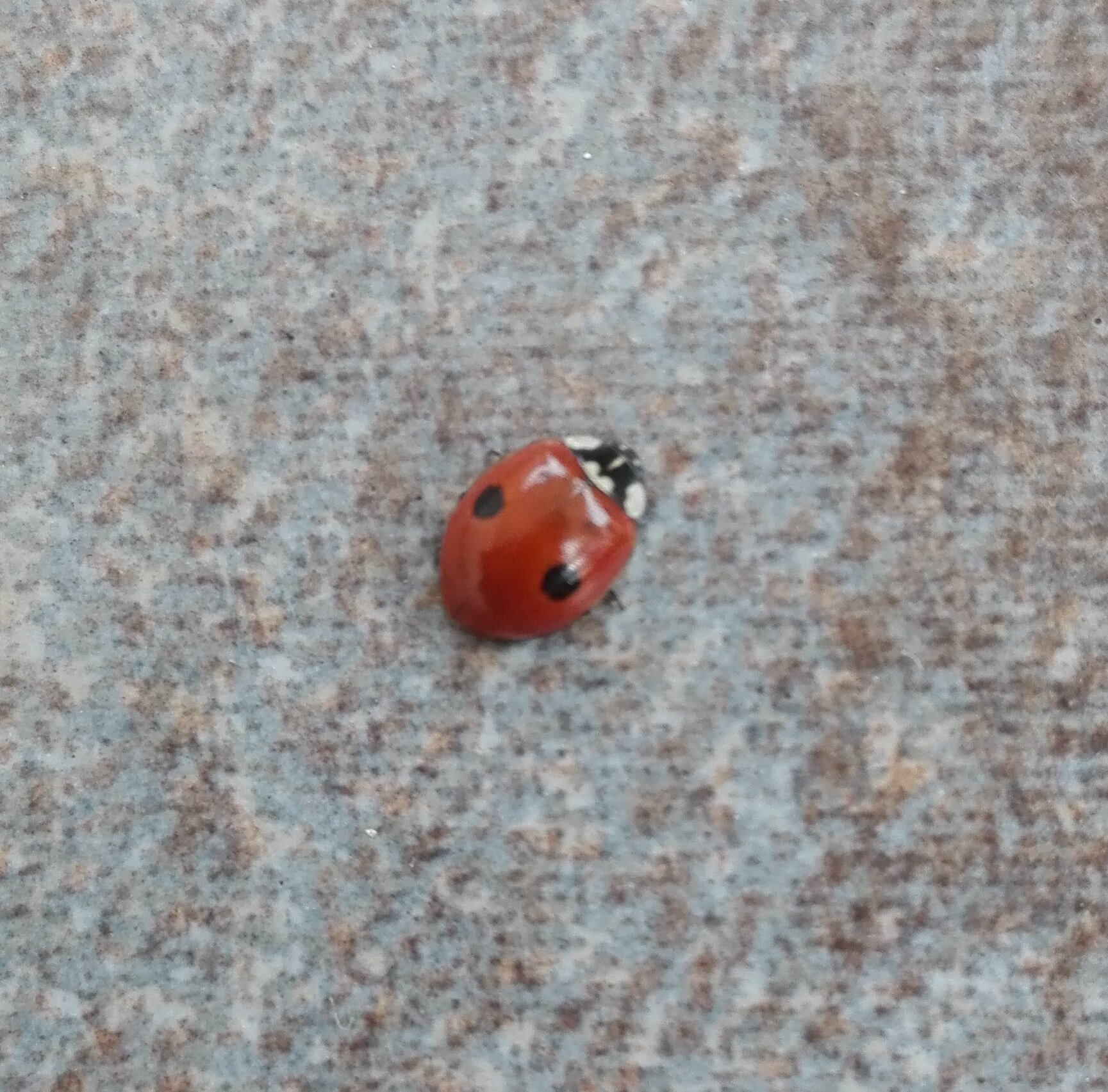 #678 2 Spot Ladybird (Adalia bipunctata)