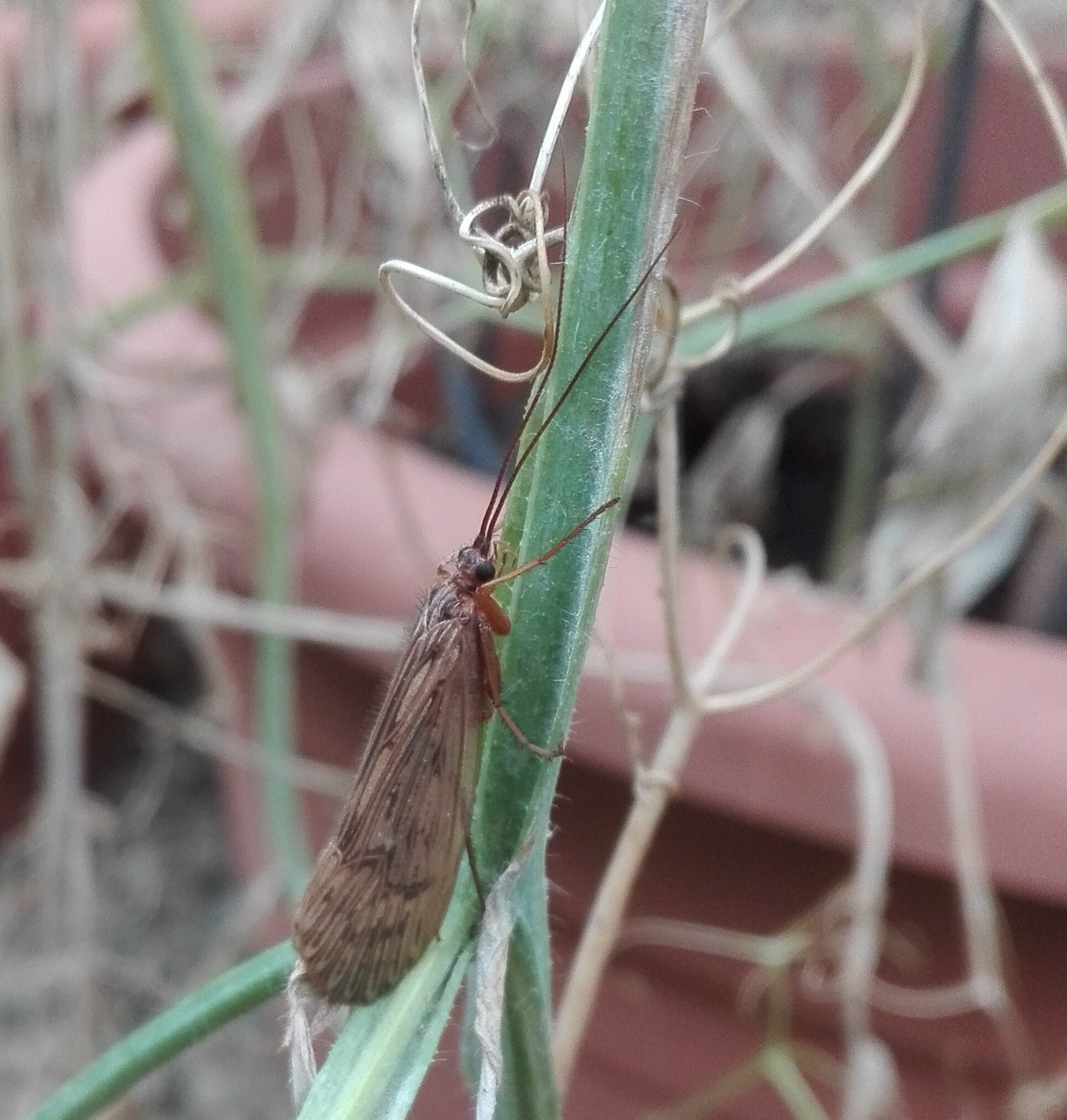 #828 Halesus radiatus (Caddis fly)