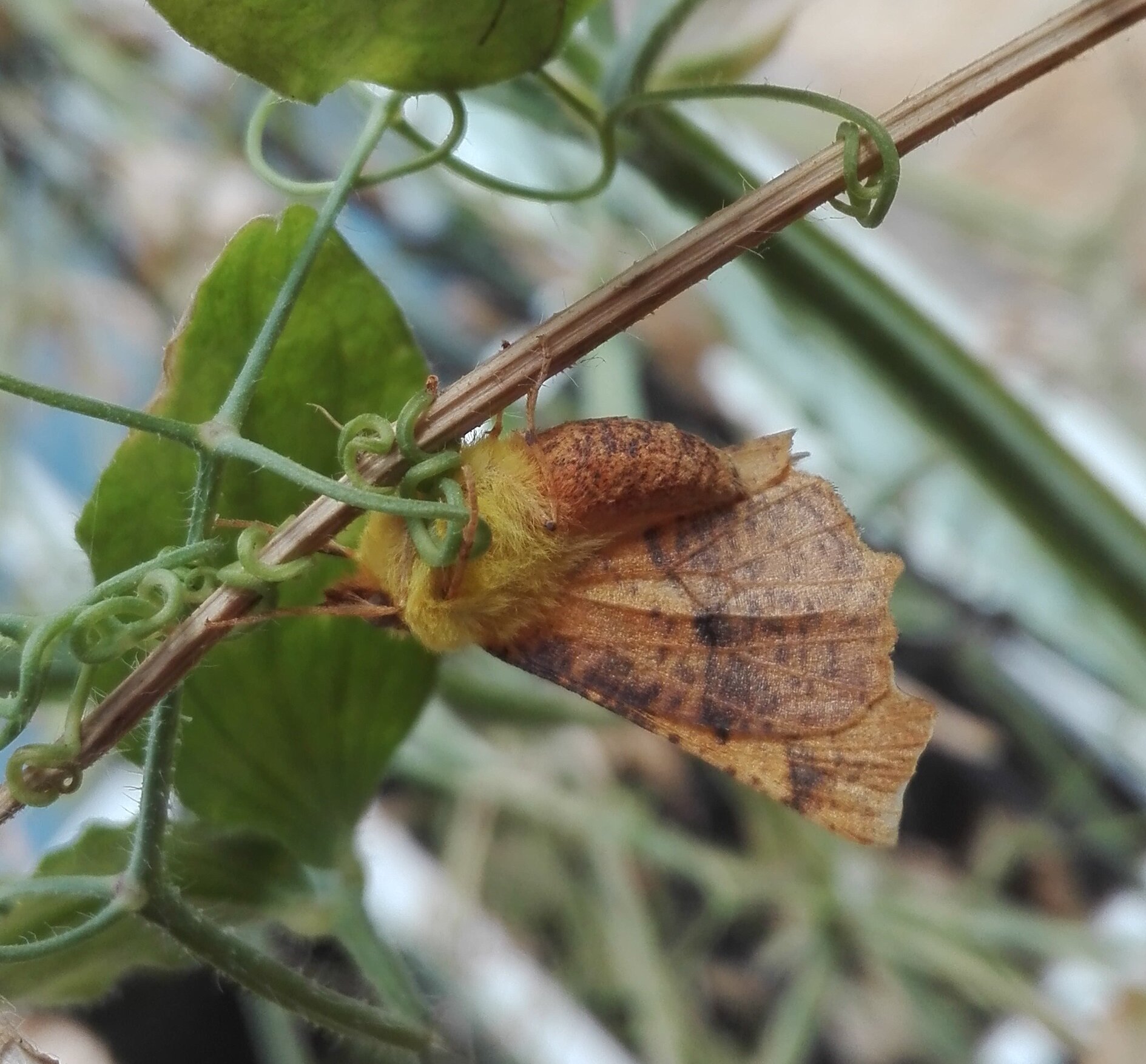 #827 Canary-shouldered Thorn (Ennomos alniaria)