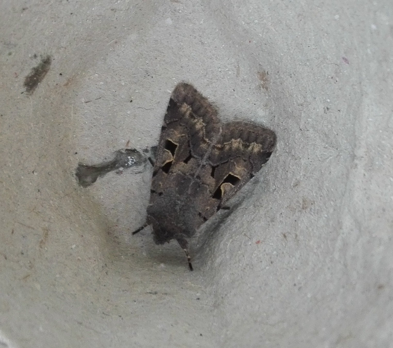 #725 Hebrew Character (Orthosia gothica)