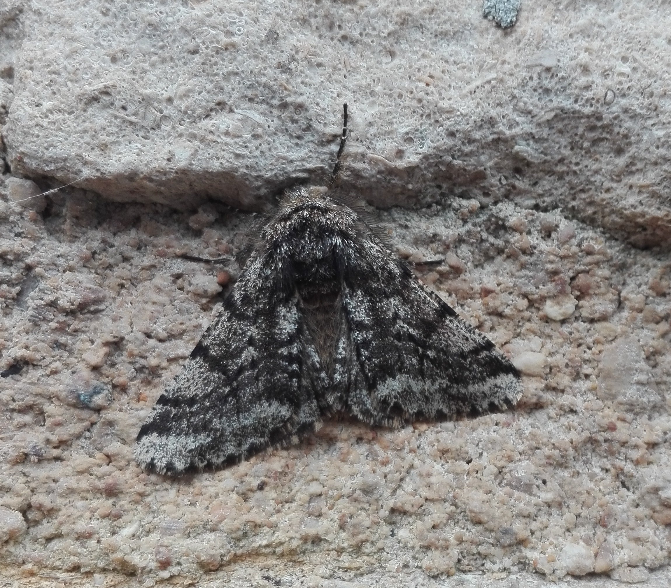 #741 Brindled Beauty (Lycia hirtaria)