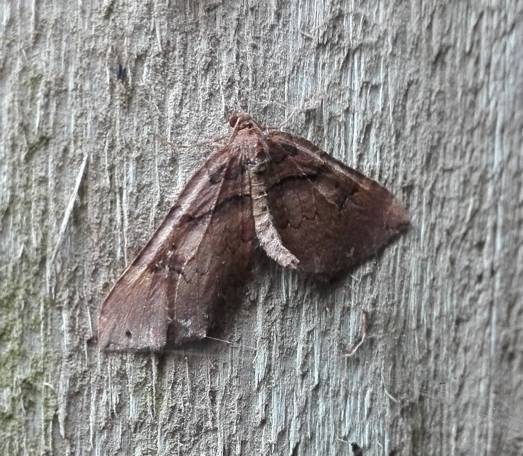 #836 Shoulder Stripe (Earophila badiata)