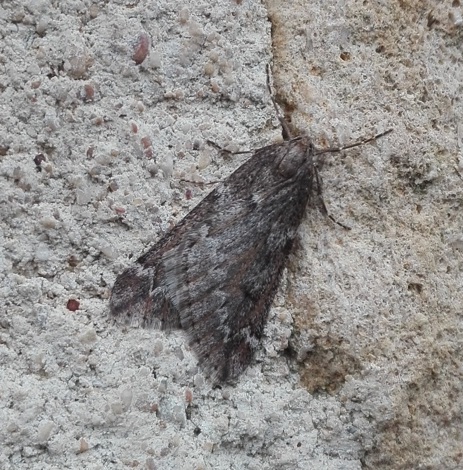 #837 March Moth (Alsophila aescularia)