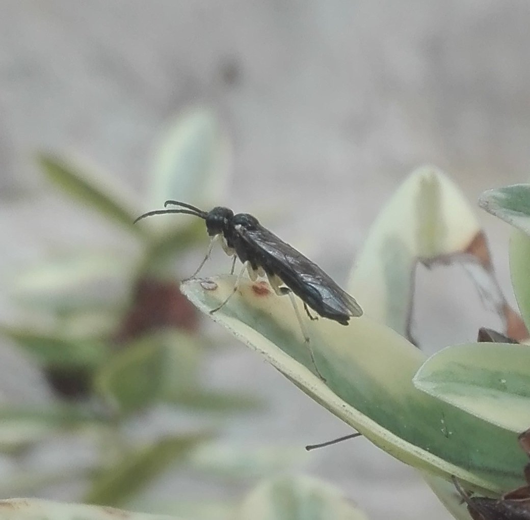 840 Violet Sawfly 2.jpg