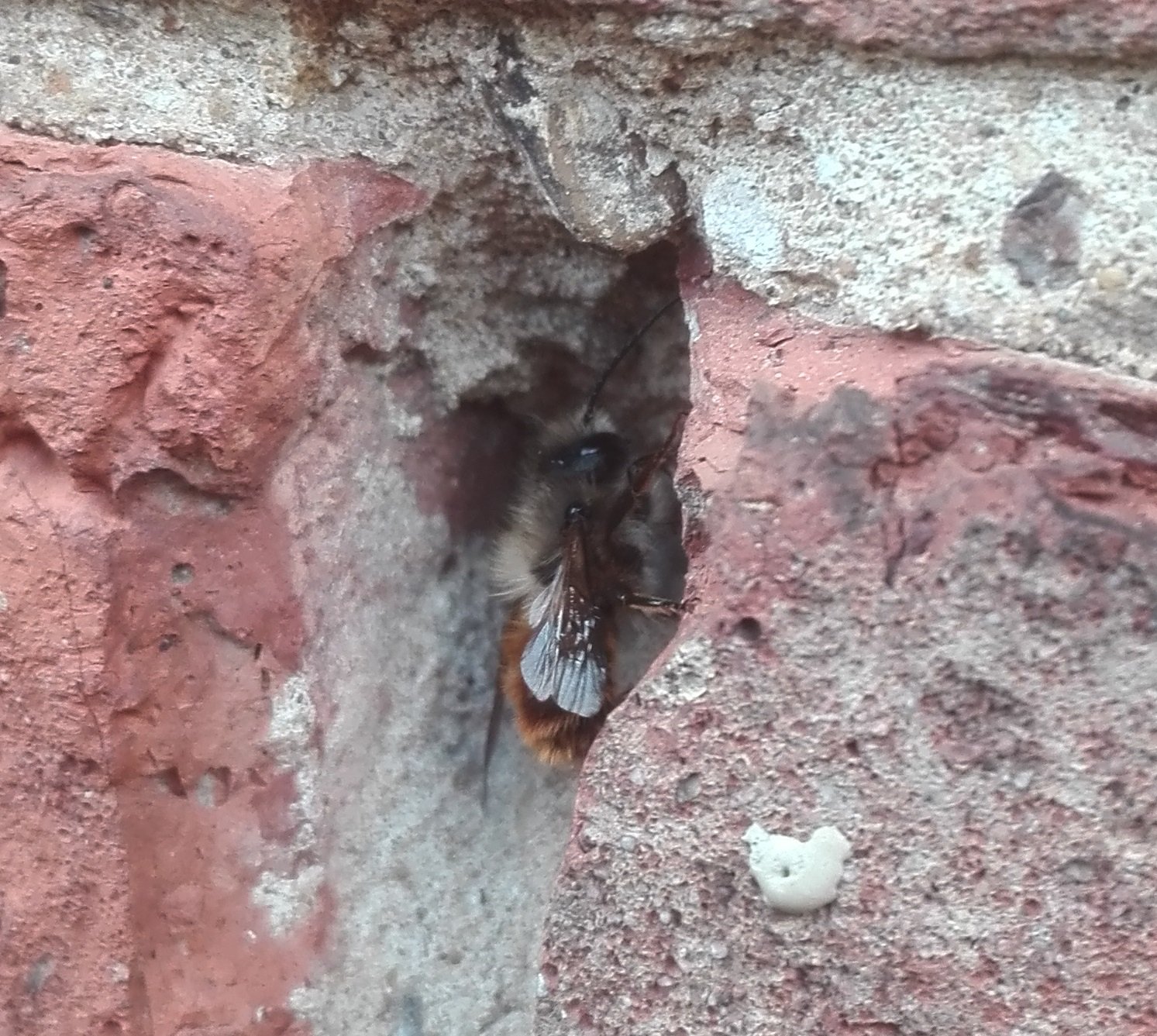 575 Red Mason Bee.jpg