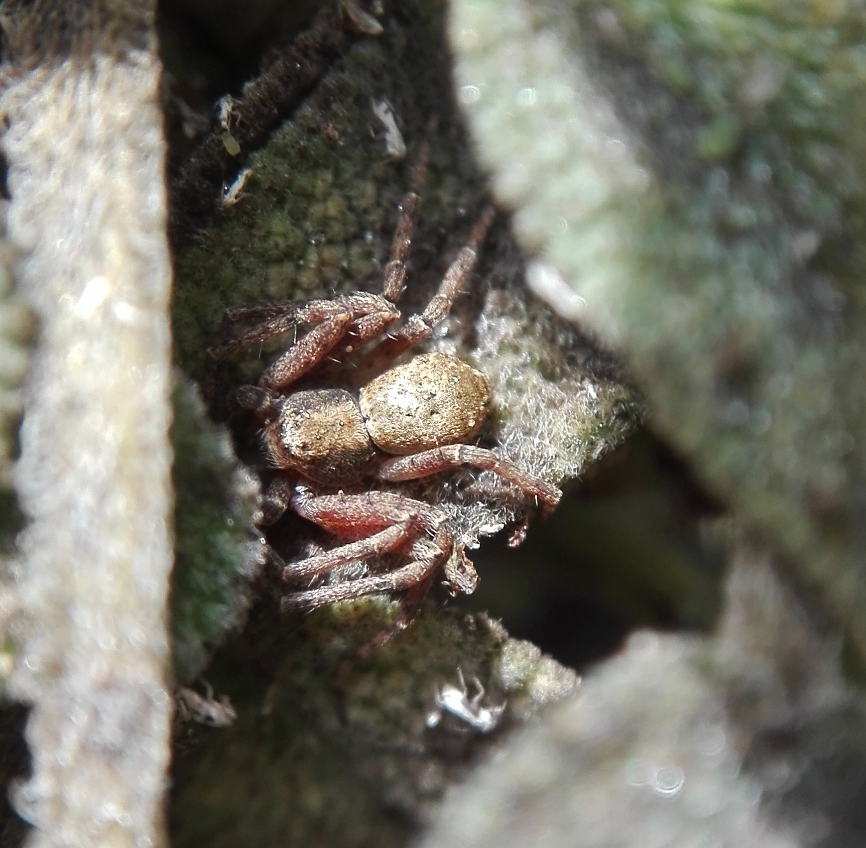 #163 Turf Running Spider (Philodromus cespitum)