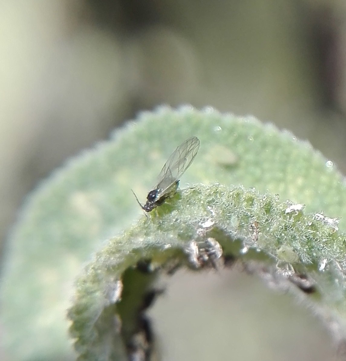 #847 Sage Aphid (Aphis passeriniana)