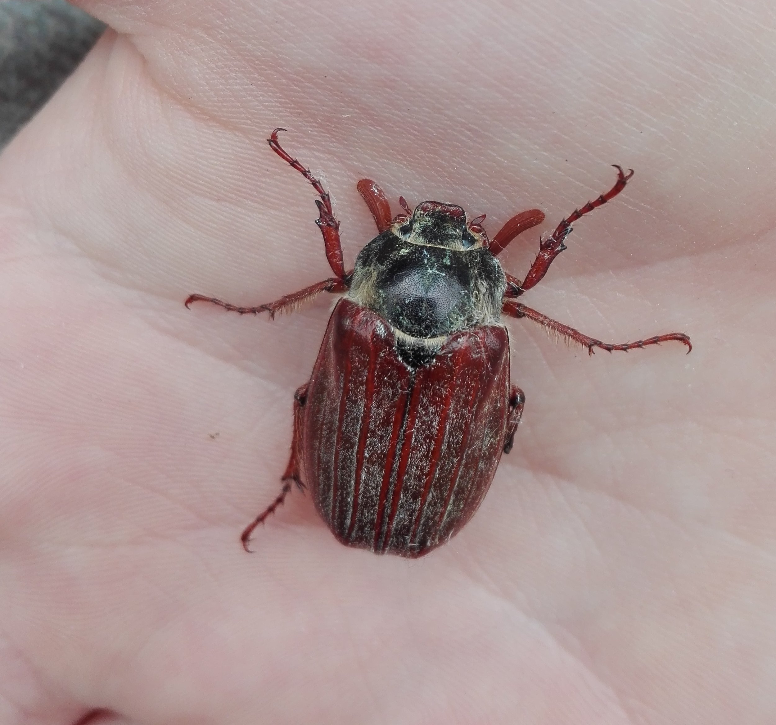 #526 Common Cockchafer (Melolontha melolontha)