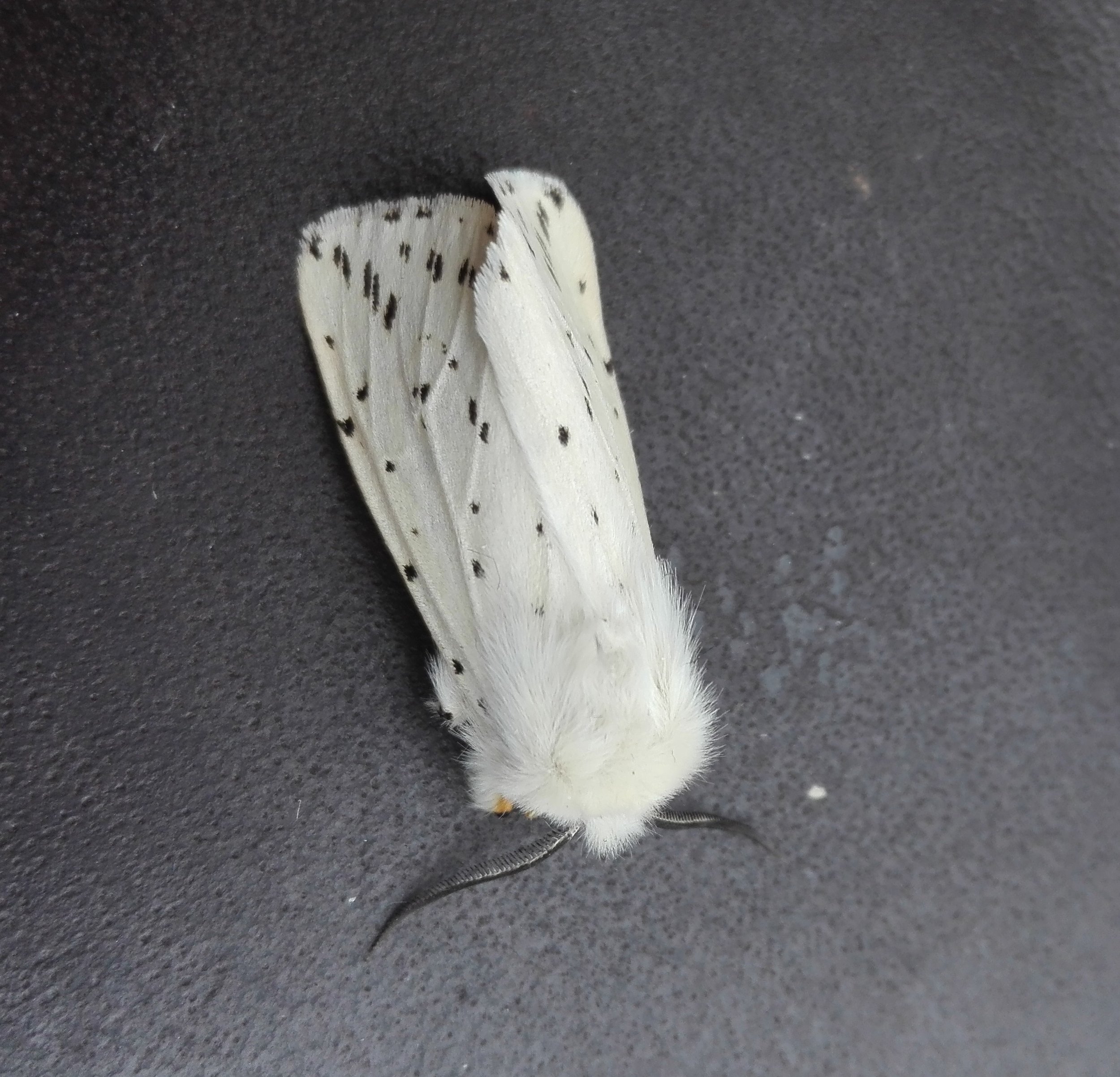 #592 White Ermine (Spilosoma lubricipeda)