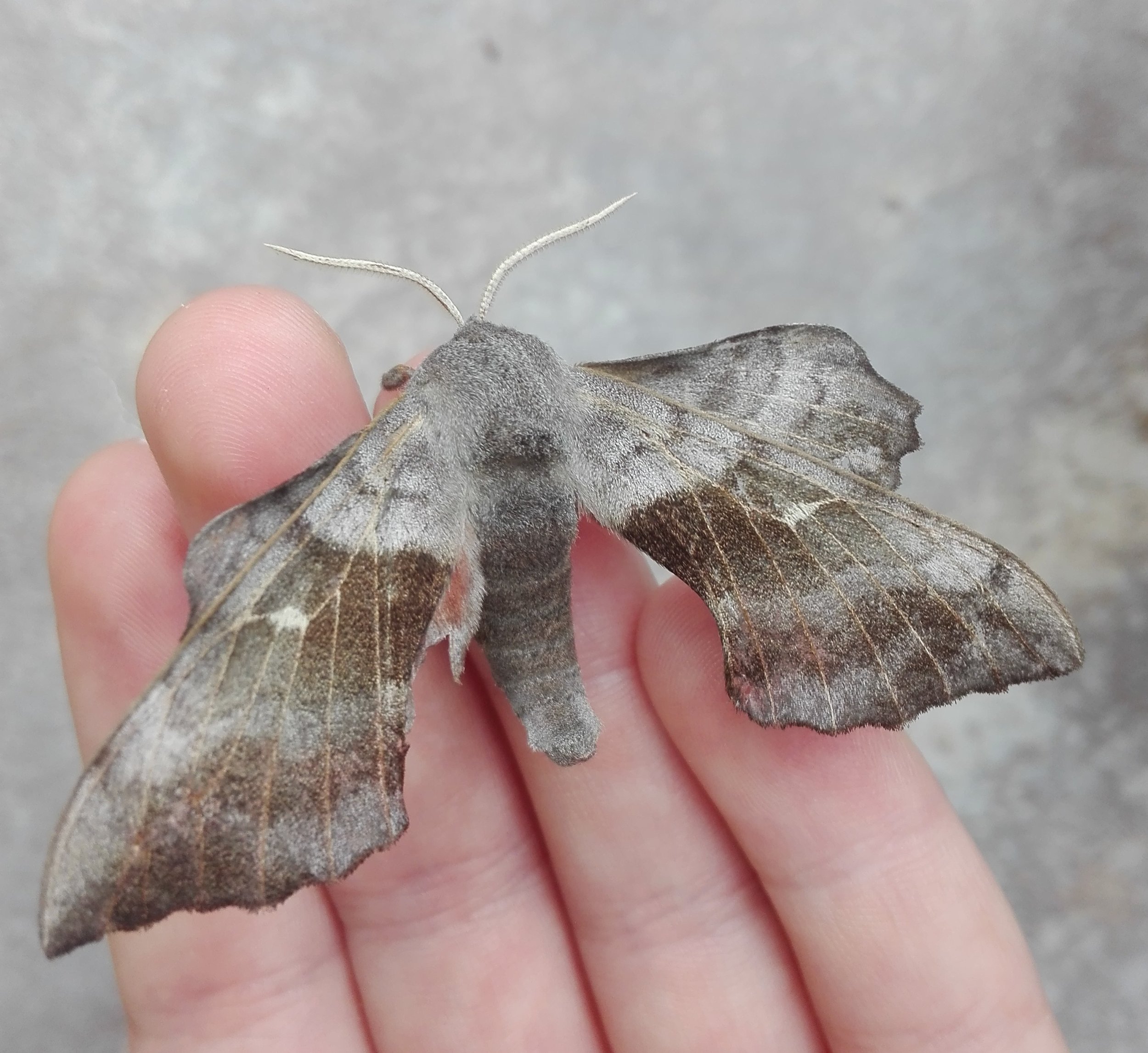 #663 Poplar Hawk-moth (Laothoe populi)