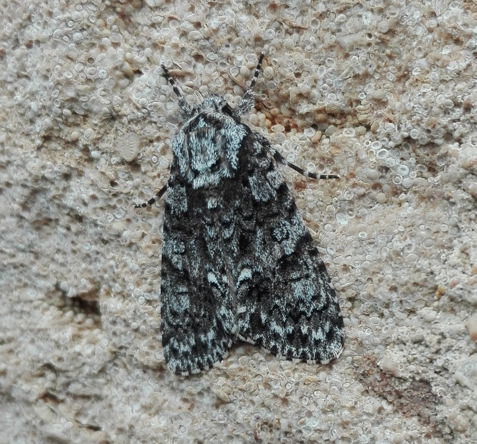 #743 Knot Grass (Acronicta rumicis)