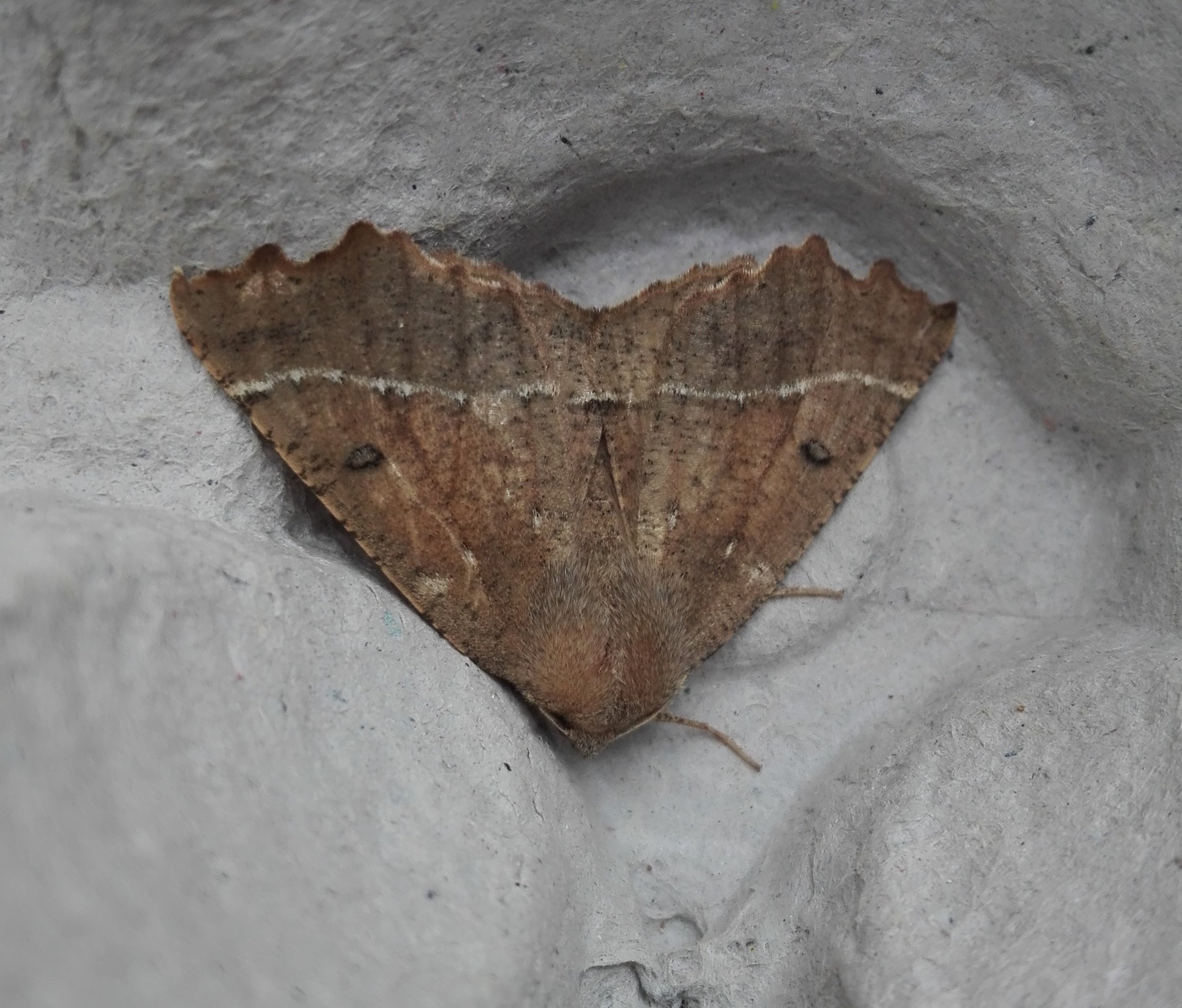 #849 Scalloped Hazel (Odontopera bidentata)