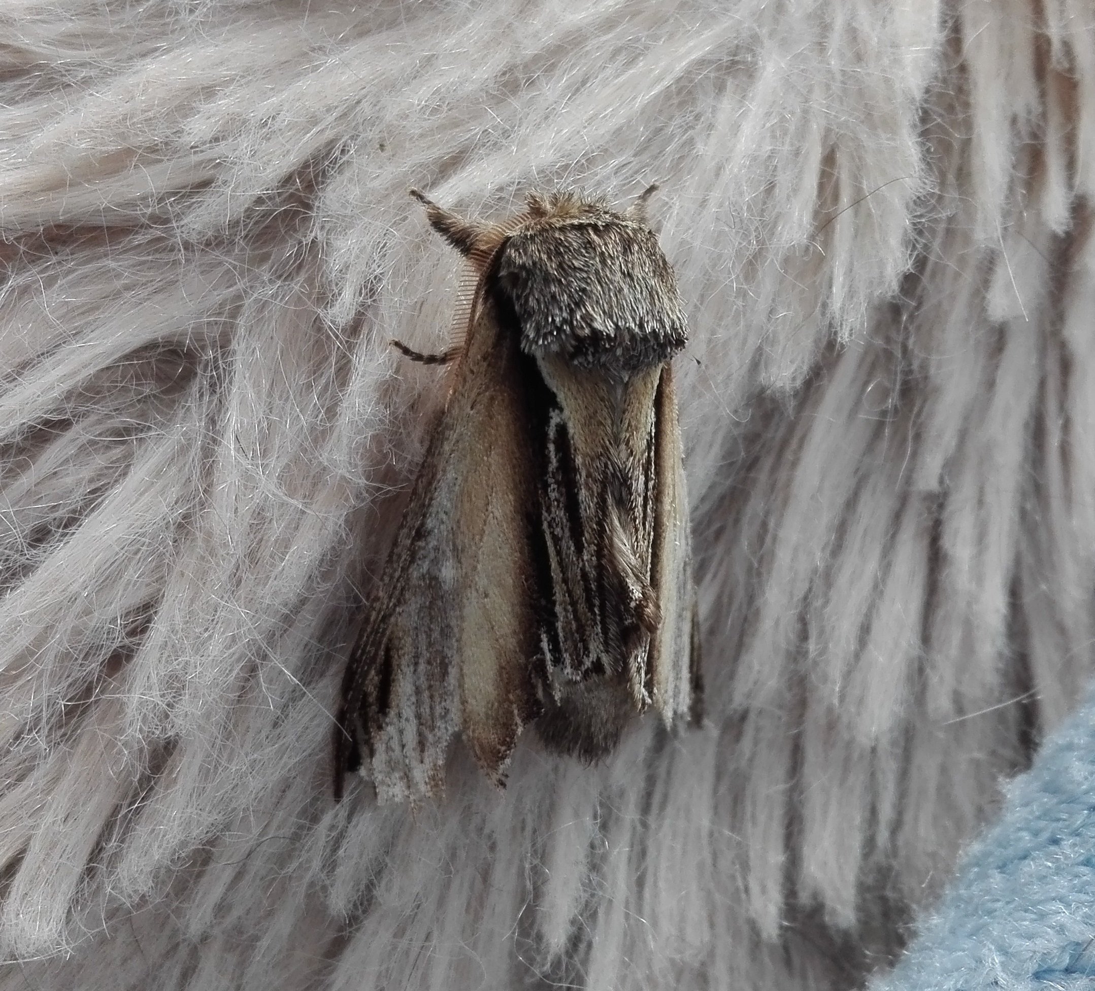 #850 Swallow Prominent (Pheosia tremula)