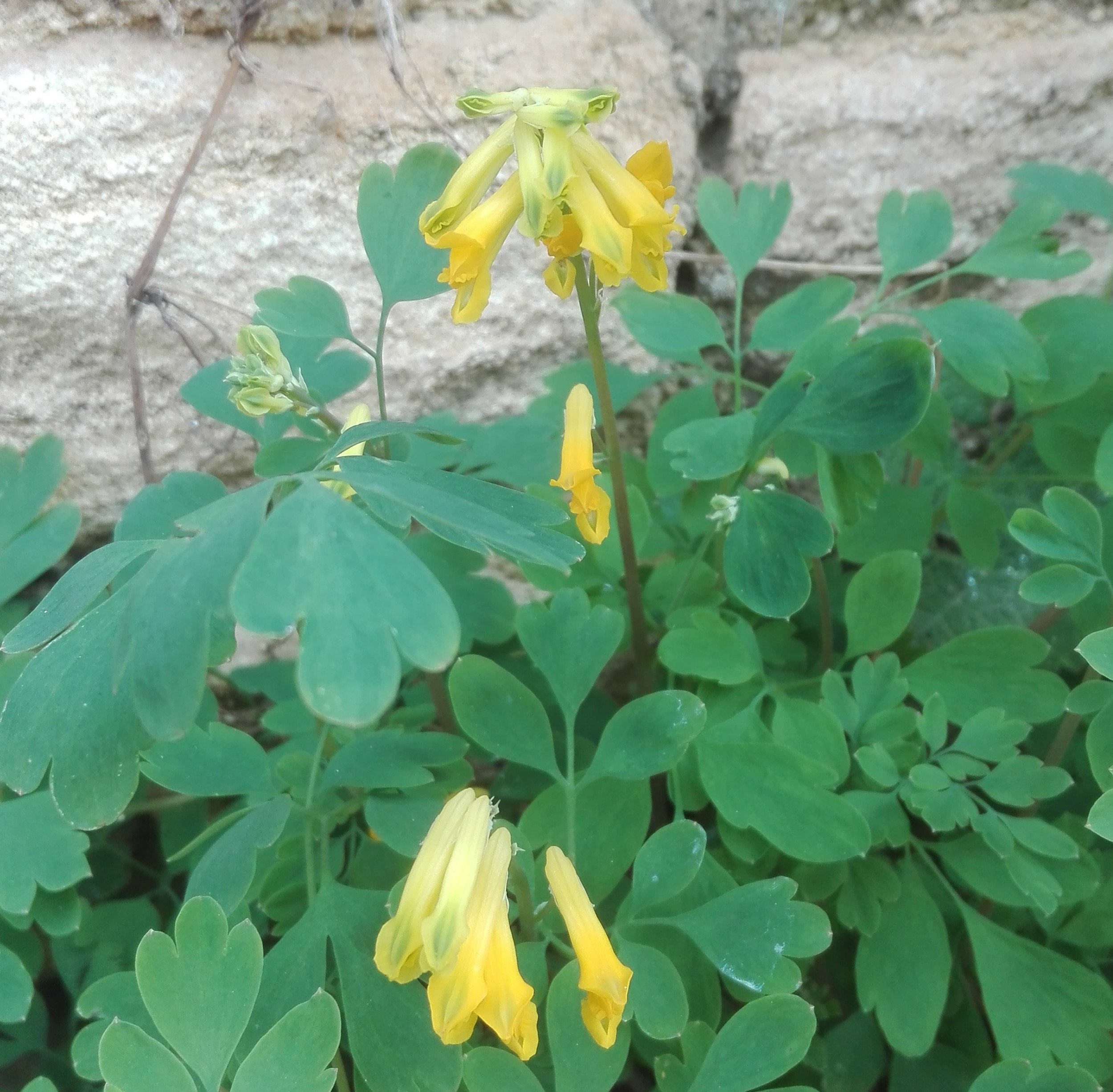 #841 Yellow Corydalis (Corydalis lutea)