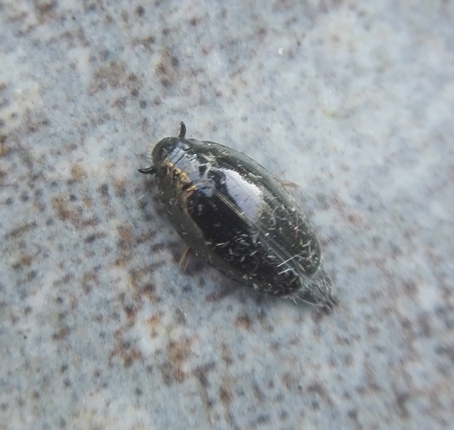 #869 Whirligig Beetle (Gyrinus substriatus)
