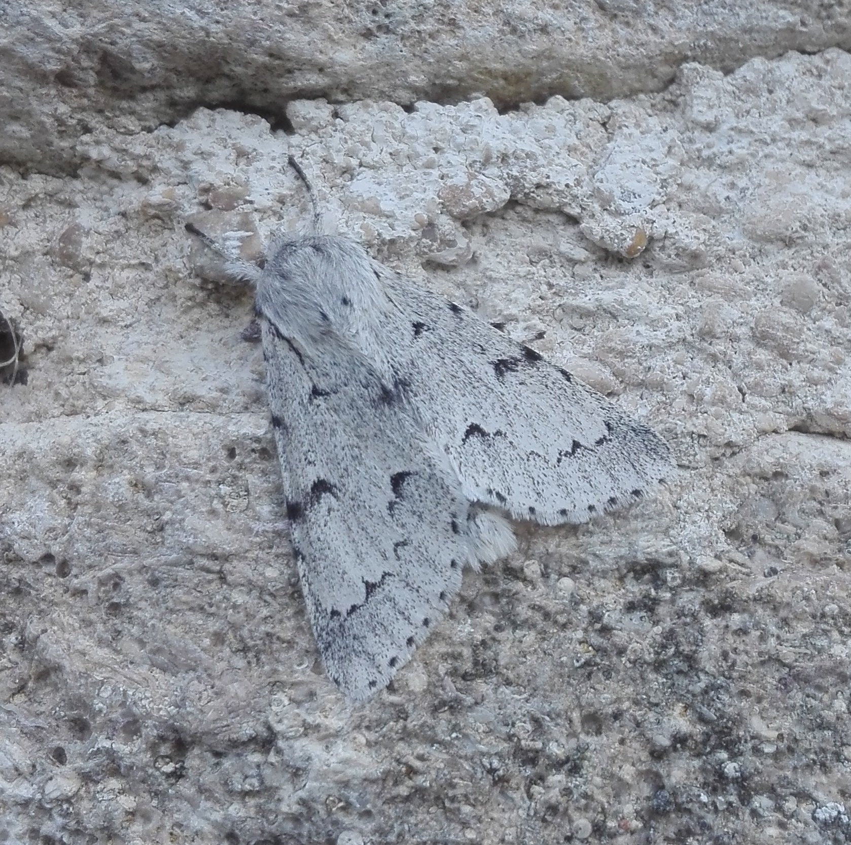 #783 Miller (Acronicta leporina)