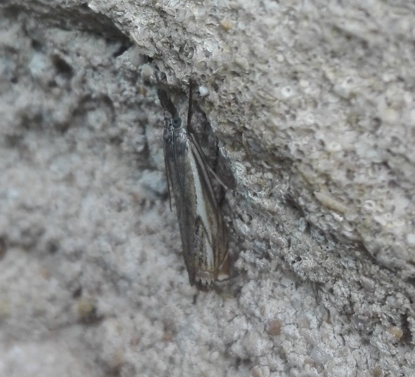 #875 Hook-streak Grass-veneer (Crambus lathoniellus)