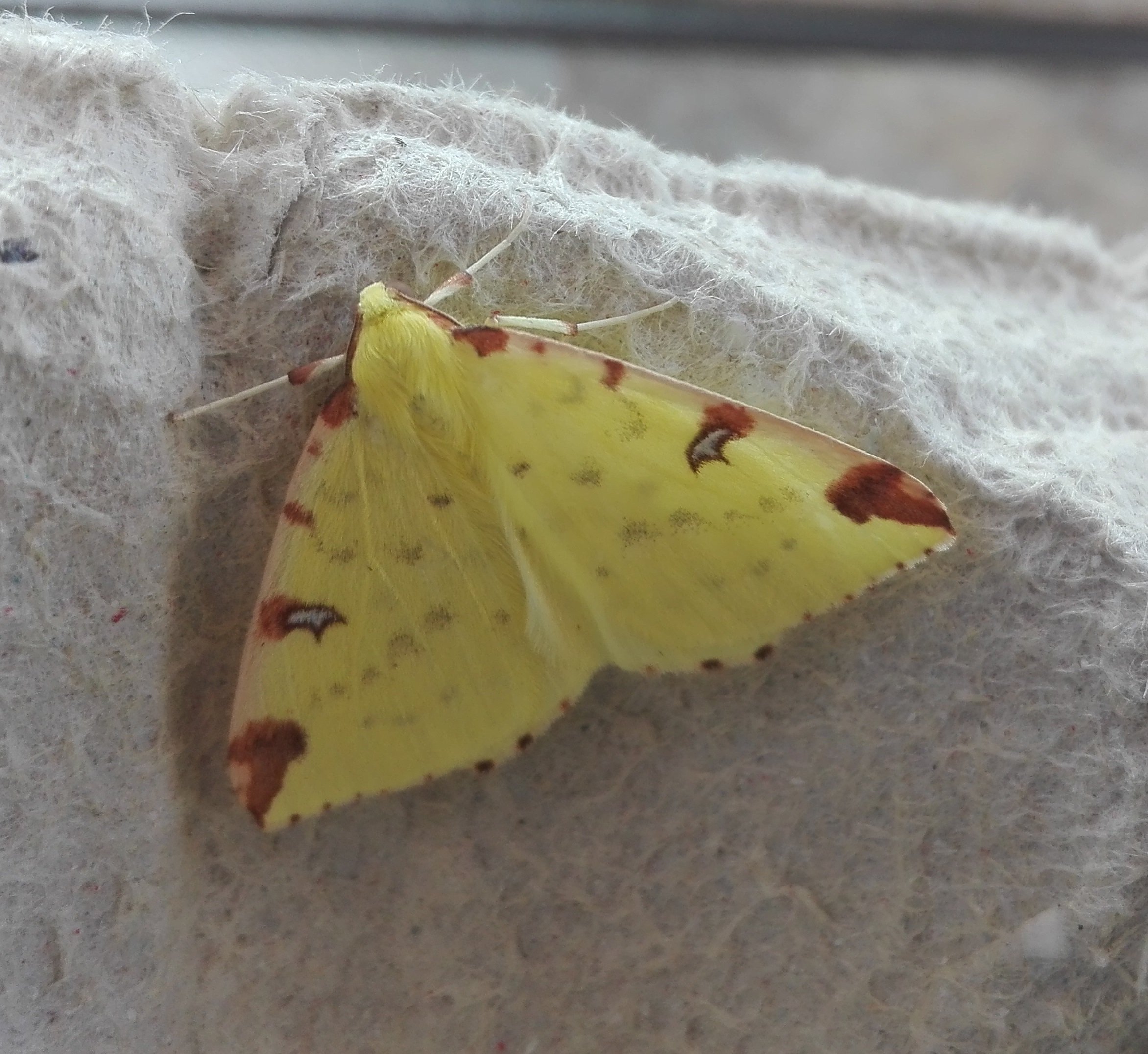 #606 Brimstone Moth (Opisthograptis luteolata)