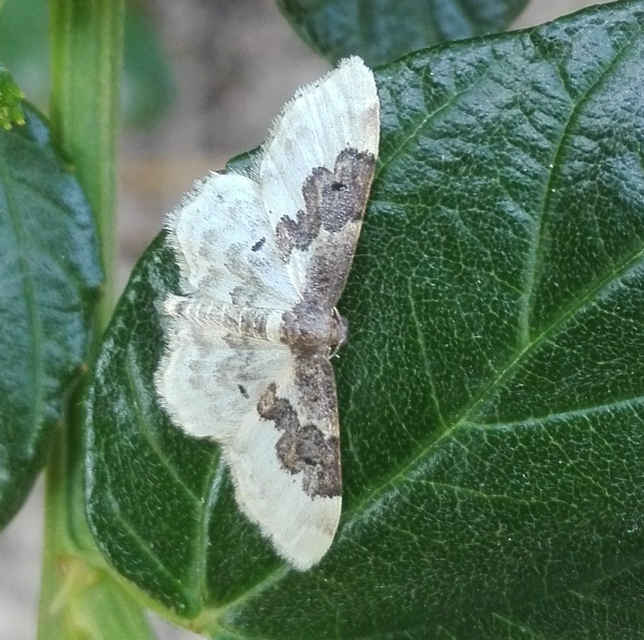 #804 Least Carpet (Idaea rusticata)