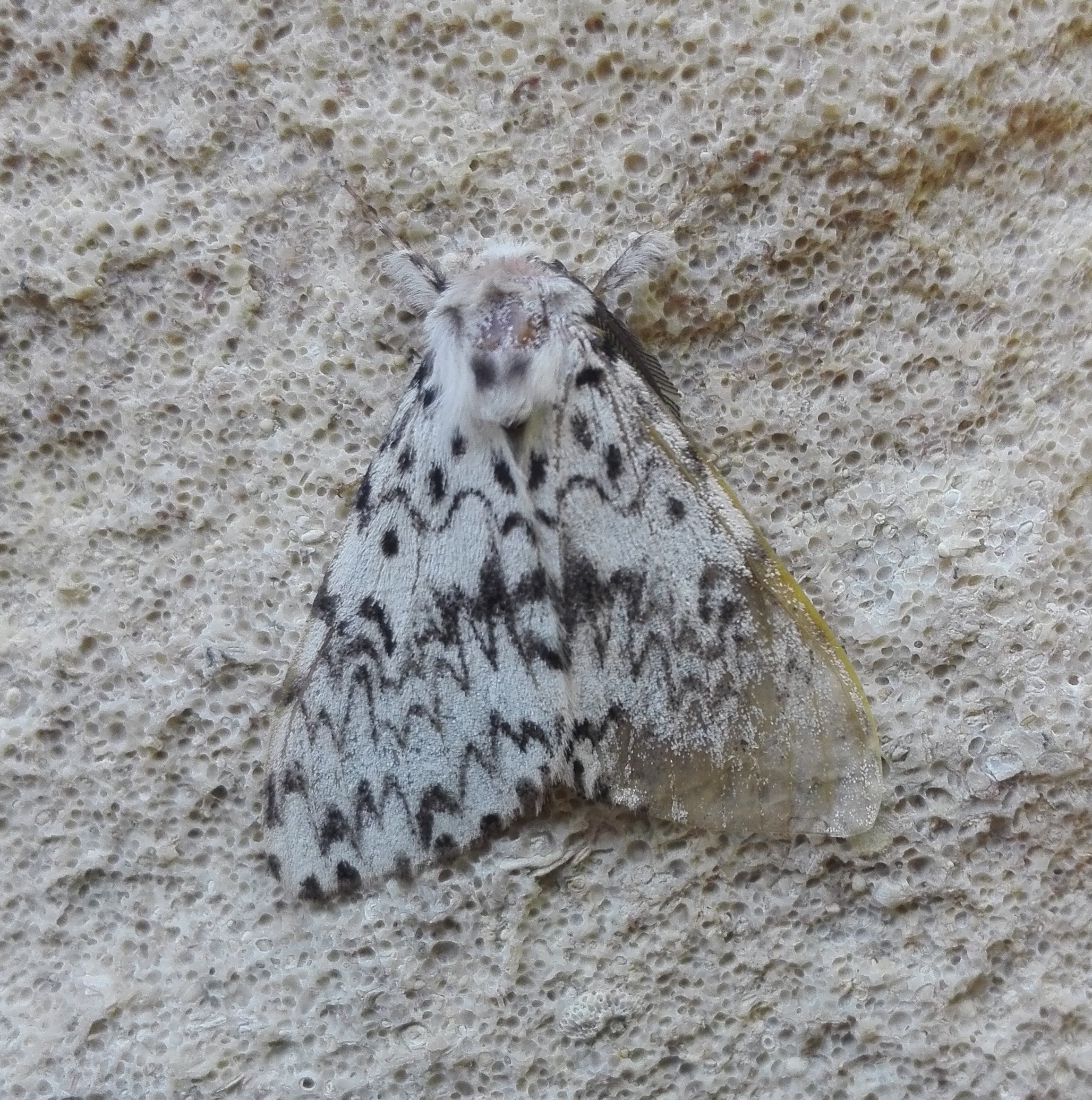 #881 Black Arches (Lymantria monacha)