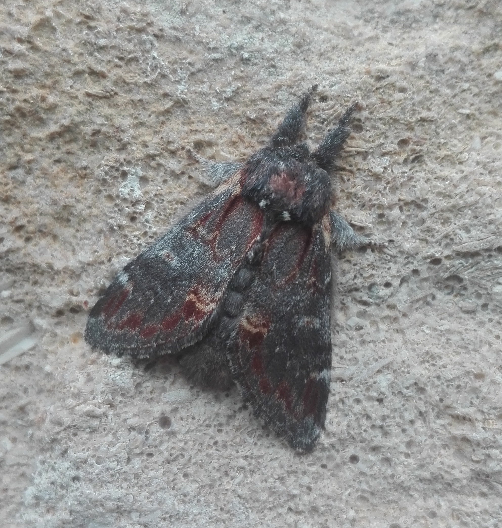 #673 Iron Prominent (Notodonta dromedarius)