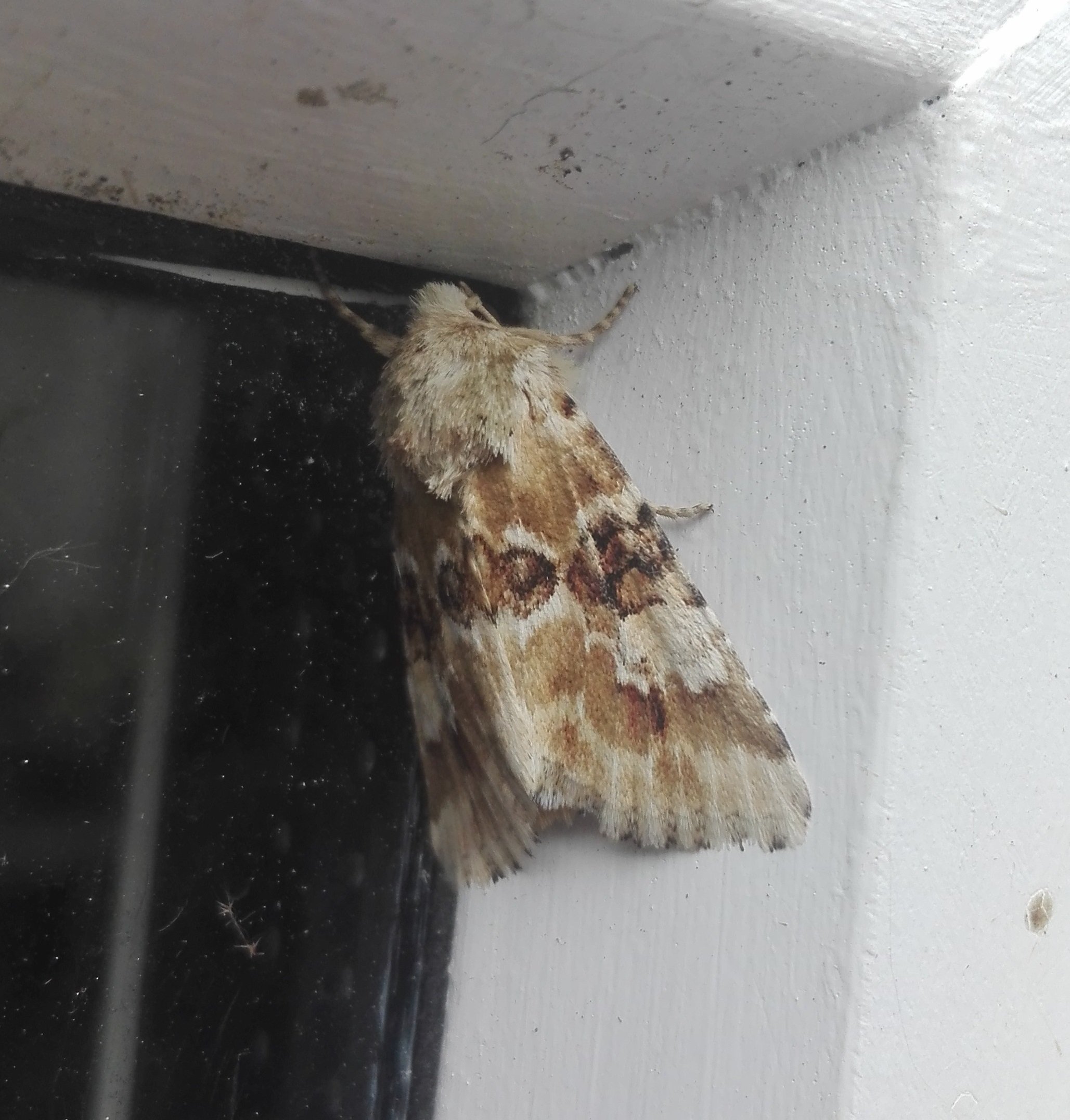 #796 Dusky Sallow (Eremobia ochroleuca)